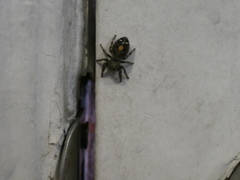 Phidippus