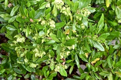 Dodonaea polyandra
