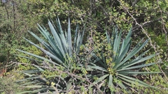 Agave tequilana