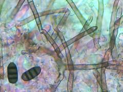 Brachysporium