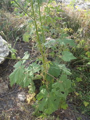 Abutilon mollicomum