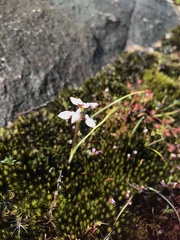 Prasophyllum cucullatum