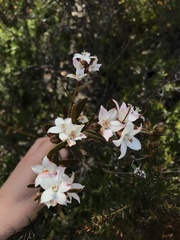 Crowea angustifolia