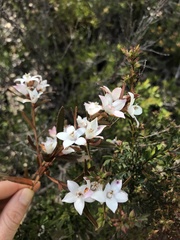 Crowea angustifolia