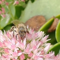 Apis mellifera