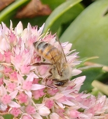 Apis mellifera