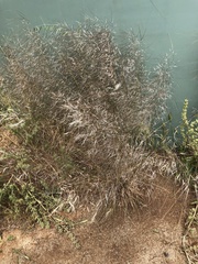 Austrostipa nitida