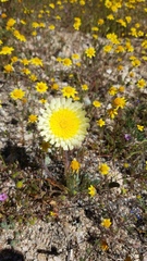 Malacothrix californica