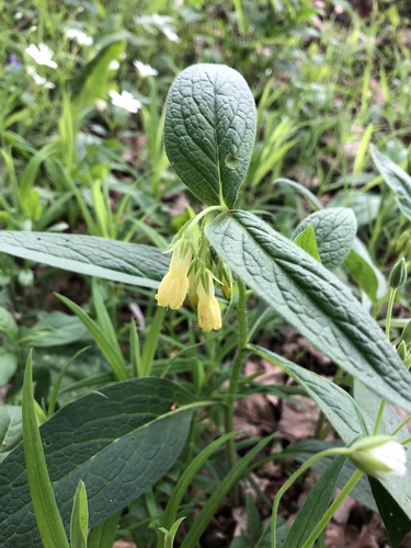 Tuberous comfrey (Symphytum tuberosum)