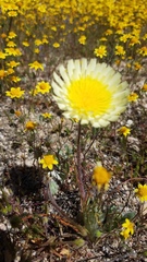 Malacothrix californica