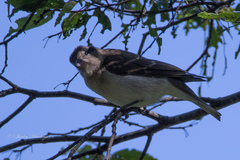 Gymnoris superciliaris