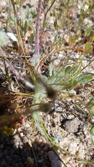 Malacothrix californica