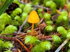 Mycena strobilinoidea