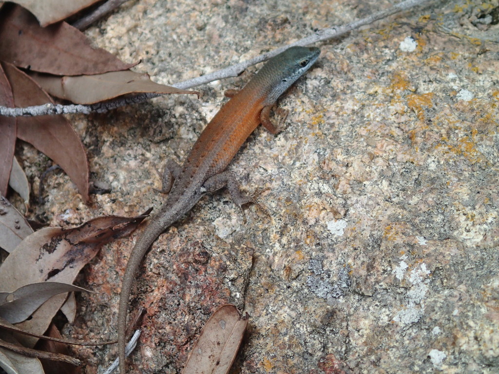 Orange-Flanked Rainbow-Skink