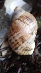 Nucella ostrina