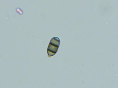 Brachysporium