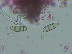 Brachysporium