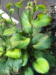 Hosta