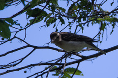 Gymnoris superciliaris