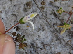 Wahlenbergia pyrophila