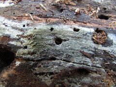 Brachysporium