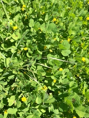 Medicago arabica