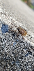 Curculio proboscideus
