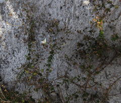 Wahlenbergia pyrophila