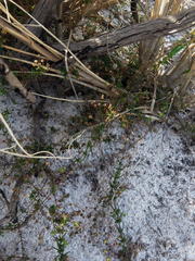 Wahlenbergia pyrophila