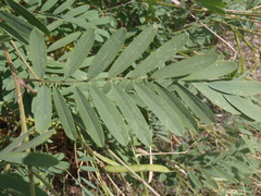 Tephrosia leiocarpa