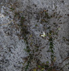 Wahlenbergia pyrophila