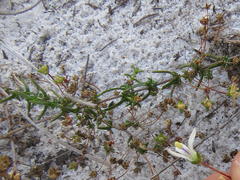 Wahlenbergia pyrophila