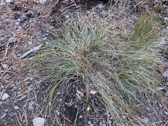 Carex filifolia