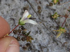 Wahlenbergia pyrophila