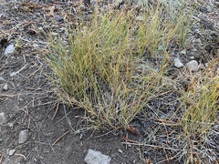 Carex filifolia