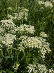 Angiospermae