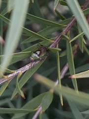 Niastama punctaticollis