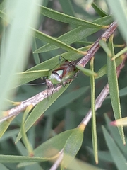 Niastama punctaticollis