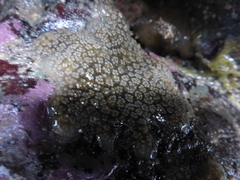 Botryllus
