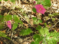 Pavonia lasiopetala