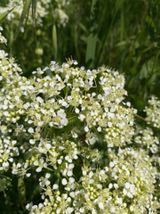 Angiospermae