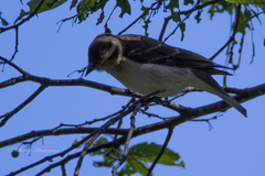 Gymnoris superciliaris