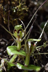 Corybas dienemus