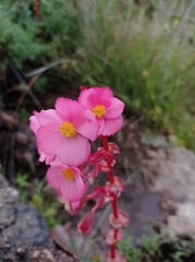 Begonia tapatia