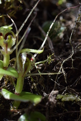 Corybas dienemus