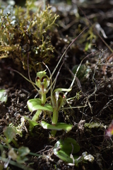 Corybas dienemus
