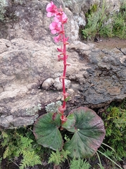Begonia tapatia