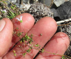 Wahlenbergia pyrophila