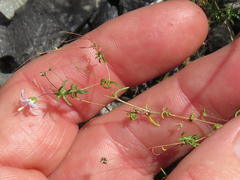 Wahlenbergia pyrophila