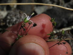 Wahlenbergia pyrophila
